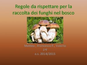 Regole da rispettare per la raccolta dei funghi