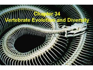 Chapter 34 Vertebrate Evolution and Diversity I Invertebrate