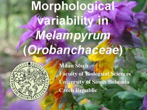 Morphological variability in Melampyrum Orobanchaceae Milan tech Faculty