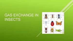 GAS EXCHANGE IN INSECTS Insects have a tracheal