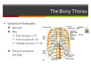 The Bony Thorax Consists of three parts Sternum