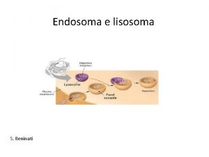 Endosoma e lisosoma S Beninati Endocitosi I meccanismi