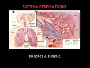 Bronquiolo propiamente dicho histologia