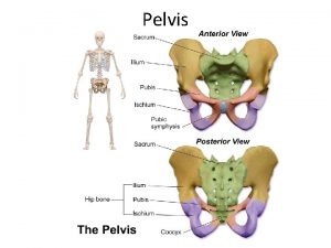 Pelvis Finding your Pelvis Iliac crest L 4