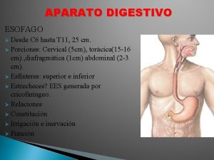 APARATO DIGESTIVO ESOFAGO Desde C 6 hasta T