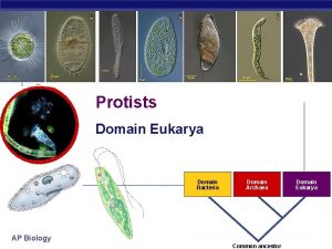 Protists Domain Eukarya Domain Bacteria Domain Archaea AP
