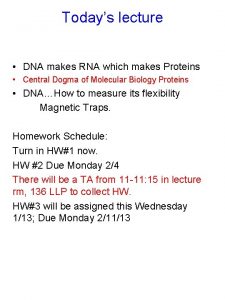 Todays lecture DNA makes RNA which makes Proteins