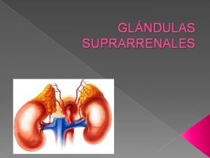 GLNDULAS SUPRARRENALES GLANDULAS SUPRARRENALES SON ORGANOS RETROPERITONEALES CERCA