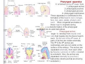 Pharyngeal apparatus It is formed during 4 th