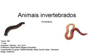 Animais invertebrados Aneldeos Turma 7 M 1 7