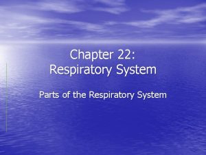 Chapter 22 Respiratory System Parts of the Respiratory