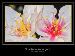 El ocano en la gota Por Prem Rawat