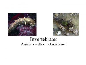 Invertebrates Animals without a backbone Phylum Porifiera Sponges