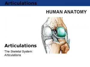 Chapter 1 Lecture Articulations HUMAN ANATOMY Articulations The