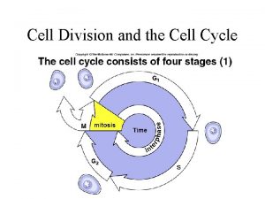 Cell Division and the Cell Cycle The Cell