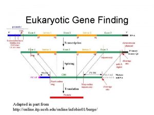 Eukaryotic Gene Finding Adapted in part from http