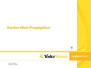 Garden Mum Propagation 2012 Syngenta Distribution PUBLIC Keys