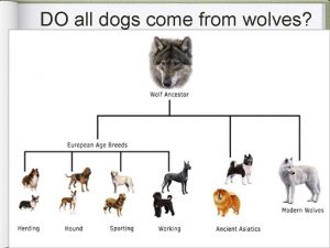 DO all dogs come from wolves Selective Breeding