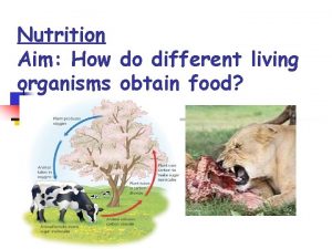 Nutrition Aim How do different living organisms obtain