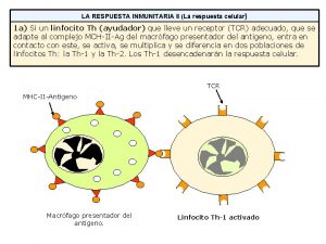 LA RESPUESTA INMUNITARIA II La respuesta celular 1