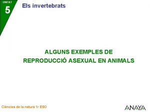 UNITAT 5 Els invertebrats ALGUNS EXEMPLES DE REPRODUCCI