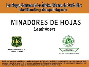 Leafminers International Institute of Tropical Forestry SERVICIO DE