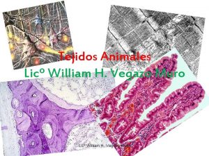 Tejidos Animales Lic William H Vegazo Muro Tejidos