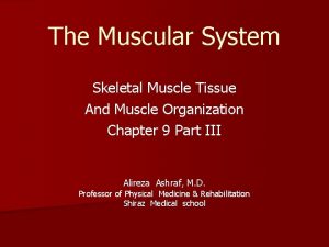 The Muscular System Skeletal Muscle Tissue And Muscle