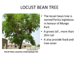 LOCUST BEAN TREE The locust bean tree is