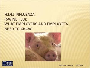 H 1 N 1 INFLUENZA SWINE FLU WHAT