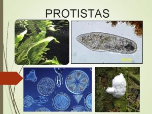 PROTISTAS Protista griego el primero No son animales