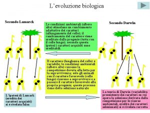 Levoluzione biologica Secondo Lamarck Le condizioni ambientali albero