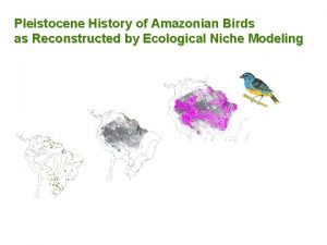 Pleistocene History of Amazonian Birds as Reconstructed by