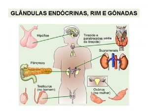 GL NDULAS ENDCRINAS RIM E GNADAS Sistema NeuroEndcrino