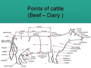 Points of cattle Beef Dairy 1 2 Muzzle