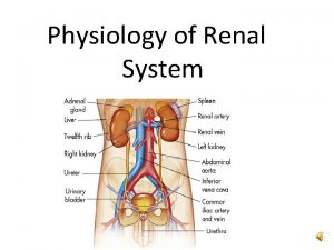 Physiology of Renal System Functions of Renal Tubules