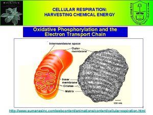 CELLULAR RESPIRATION HARVESTING CHEMICAL ENERGY Oxidative Phosphorylation and