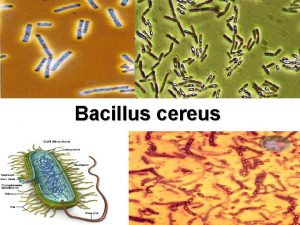 Bacillus cereus Caratteristiche generali Il Bacillus cereus un