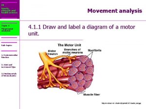 IB Sports exercise and health science Topic 4