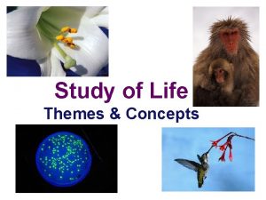 Study of Life Themes Concepts Umbrella Concepts Big