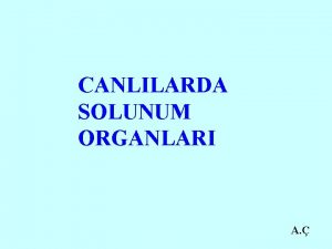 CANLILARDA SOLUNUM ORGANLARI A 1 BR HCREL CANLILARDA