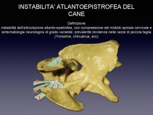 INSTABILITA ATLANTOEPISTROFEA DEL CANE Definizione instabilit dellarticolazione atlantoepistrofea