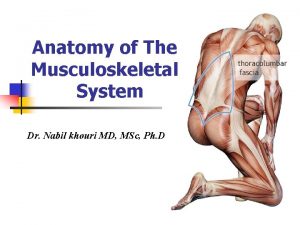 Anatomy of The Musculoskeletal System Dr Nabil khouri