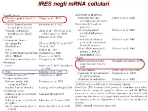 IRES negli m RNA cellulari Strutture secondarie delle