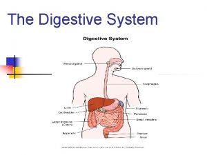 The Digestive System Function of the Digestive System