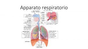Apparato respiratorio Funzioni dellapparato respiratorio Lapparato respiratorio ha