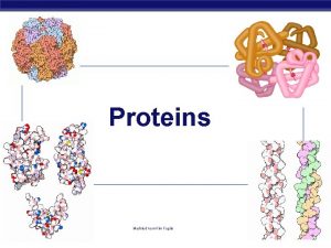 Proteins Modified from Kim Foglia Proteins Most structurally
