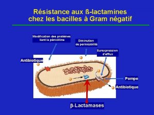 Rsistance aux lactamines chez les bacilles Gram ngatif