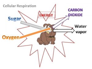 Cellular Respiration ENERGY Water vapor Respiration Equation ENERGY