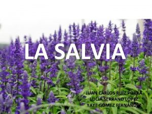 LA SALVIA JUAN CARLOS RUZ PORRA LUCA SERRANO